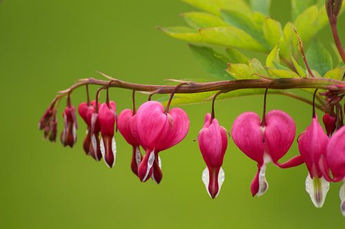 Gebroken hartje van Anja Wessels Fotografie