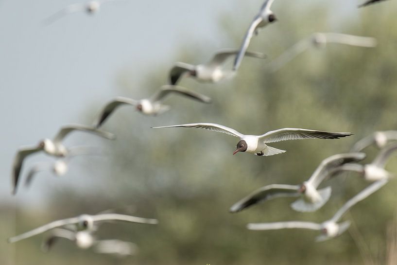 Black-headed gulls portrait by Sven Scraeyen