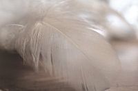 Plumes