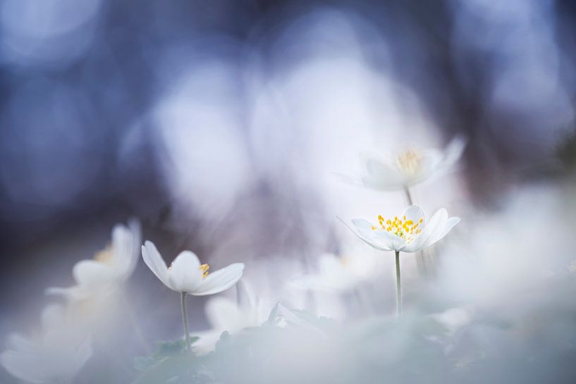 A magical moment with Wood Anemones by Bob Daalder