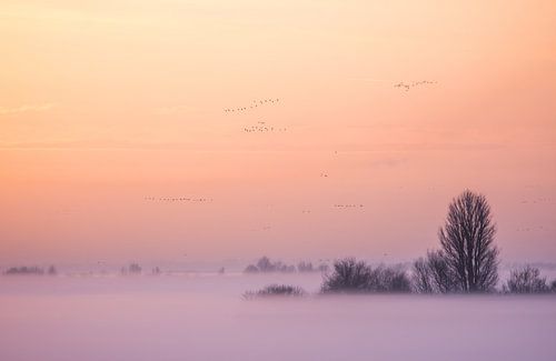 Winteravond Oostvaardersplassen