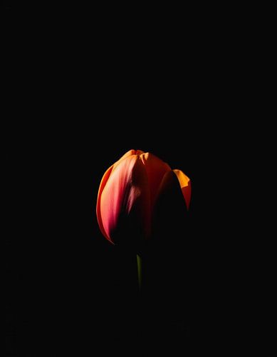 “Ember Tulip X”
