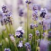 Lavendel | Zomerse close-up van Suzanne Spijkers