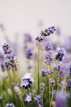 Lavendel | Sommer Nahaufnahme von Suzanne Spijkers