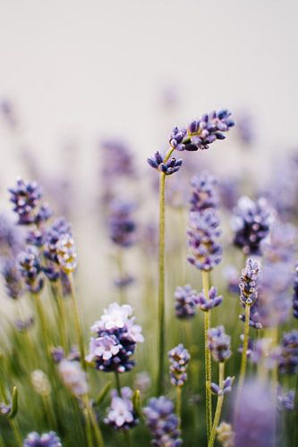 Lavender | Summer close-up
