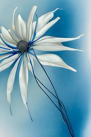 Blau XIX - weiße Blume von Lily van Riemsdijk - Art Prints with Color