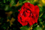 Rote Rose von Fartifos Miniaturansicht