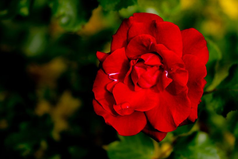 Rose rouge par Fartifos