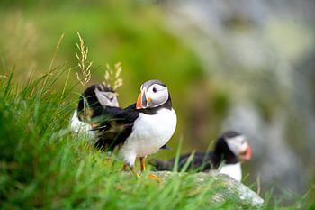 Hello puffin