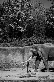 Ein Elefant, der in Schwarz-Weiß in den Zoo von Emmen in den Niederlanden läuft von Koen Lipman