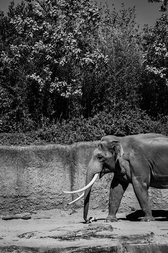 Éléphant entrant dans la statue en noir et blanc au zoo d'Emmen, aux Pays-Bas