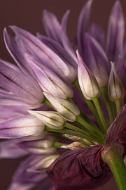 Luxuriöses Lila – Botanisch blühender Schnittlauch von Marjolijn van den Berg