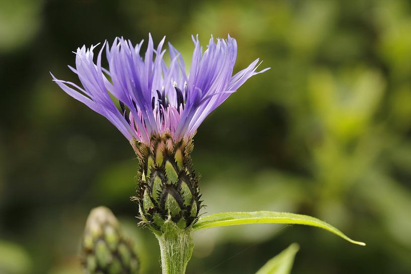 Le bleuet (Centaurea cyanus) par Carel van der Lippe