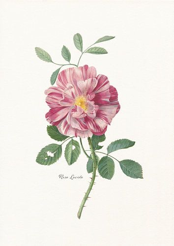 Rosa Lucida