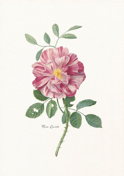Rosa Lucida von Walljar