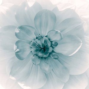 Blumenherz -Dahlie, monochrome