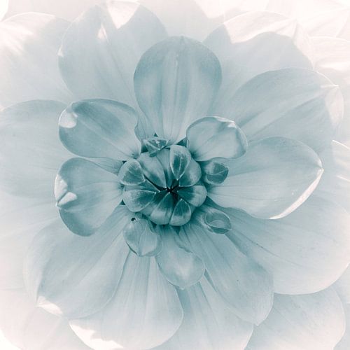 Bloemenhart van de dahlia, monochroom