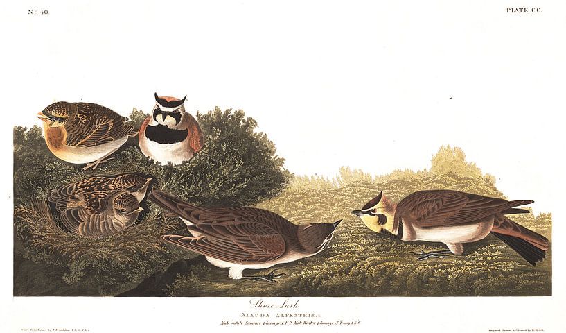 Strandleeuwerik van Birds of America