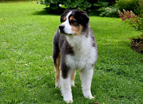 Ein australischer Hirtenhund im Garten