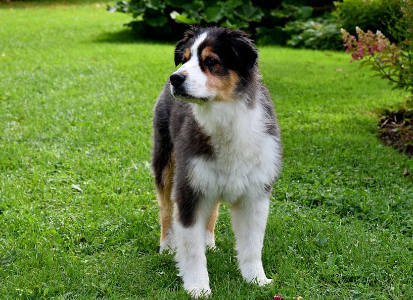 An Australian shepherd dog in the garden by Claude Laprise