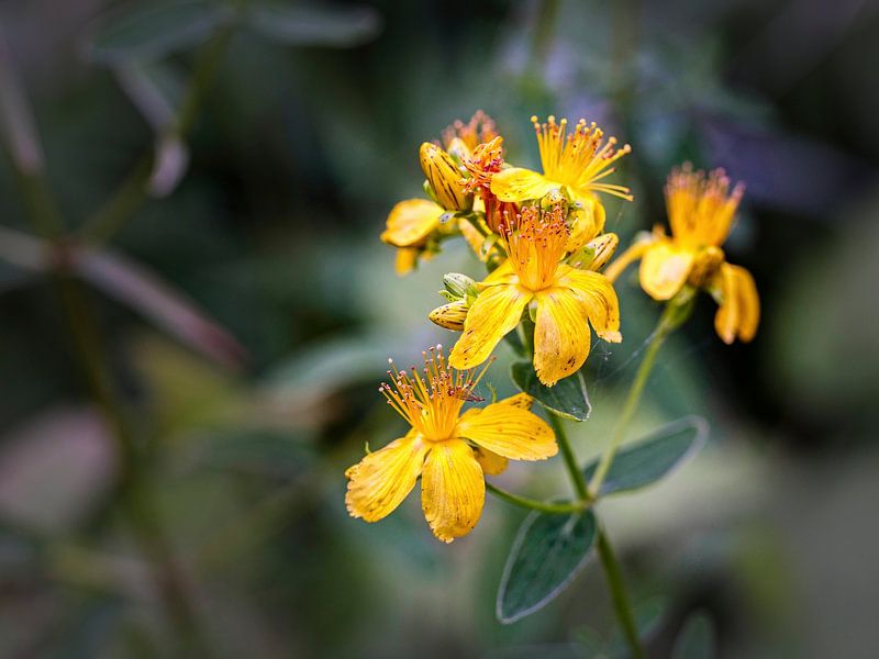 Hertshooi van Rob Boon