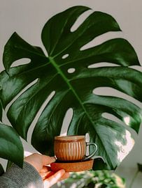 Monstera