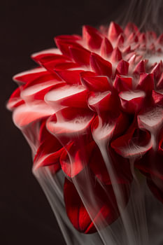 Une douceur insaisissable : la fumée se répand sur les pétales rouges d'un dahlia