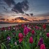 tulpen Zeewolde Tulp eiland flevoland van Robinotof