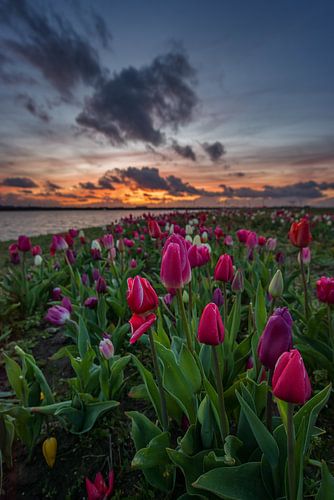 tulipes Zeewolde tulipe île flevoland