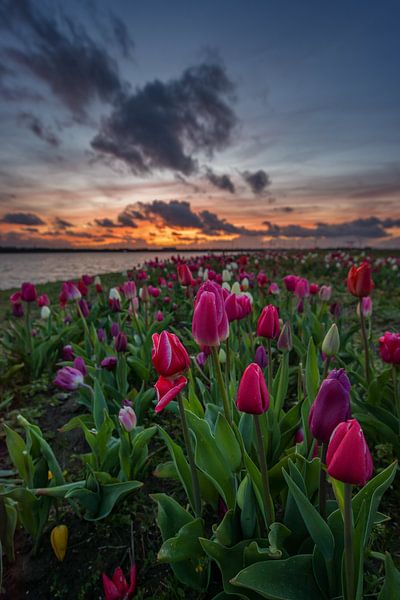 tulpen Zeewolde Tulp eiland flevoland van Robin van Maanen
