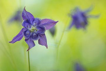 Wild aquilegia by Elles Rijsdijk