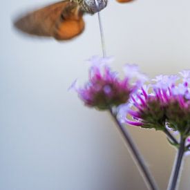 De kolibrievlinder van Danny Slijfer Natuurfotografie