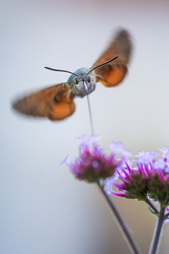 De kolibrievlinder