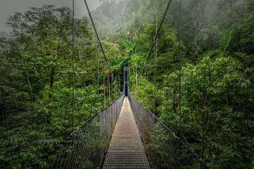 Suspension bridge in the jungle by Meijer Mijksenaar