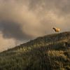 Schaf auf einem Hügel von Gilbert Schroevers