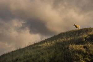 Mouton sur une colline sur Gilbert Schroevers