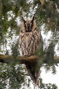Long-eared owl by Janny Beimers