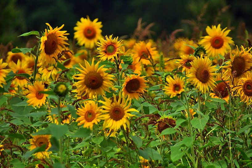 Zonnebloemveld van Edgar Schermaul