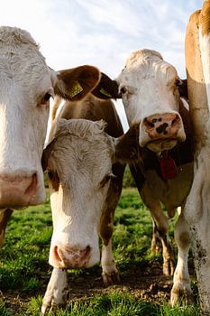 Drei neugierige Kühe