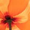 Closup of orange poppy 01 | Picture | Colour by Yvonne Warmerdam