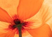 Nahaufnahme von orangefarbenem Mohn 01 | Bild | Farbe von Yvonne Warmerdam Miniaturansicht