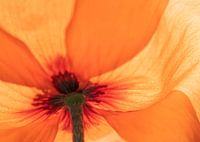 Closup of orange poppy 01 | Picture | Colour