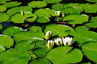 Waterlelies