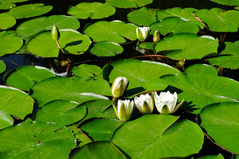 Waterlelies von Marian Klerx