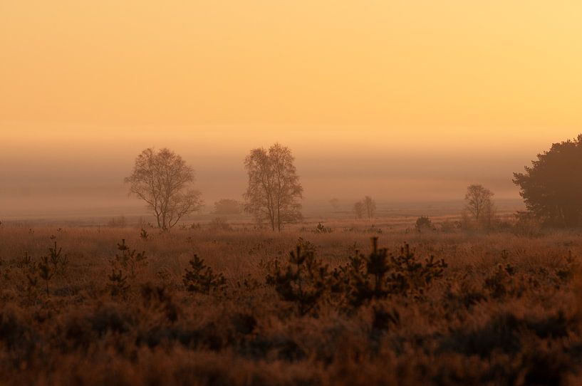 Ginkel Heath by Nancy van Verseveld