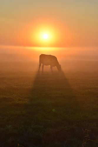 Sprookjesachtige zonsopkomst in de polder.