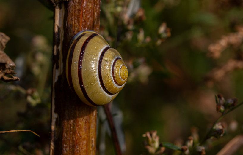 Garden Snail by Mike Broers