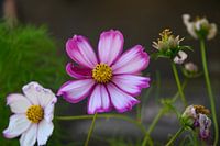 wild flowers