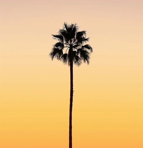 Golden sun palm