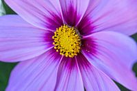 Violett blühende Blume